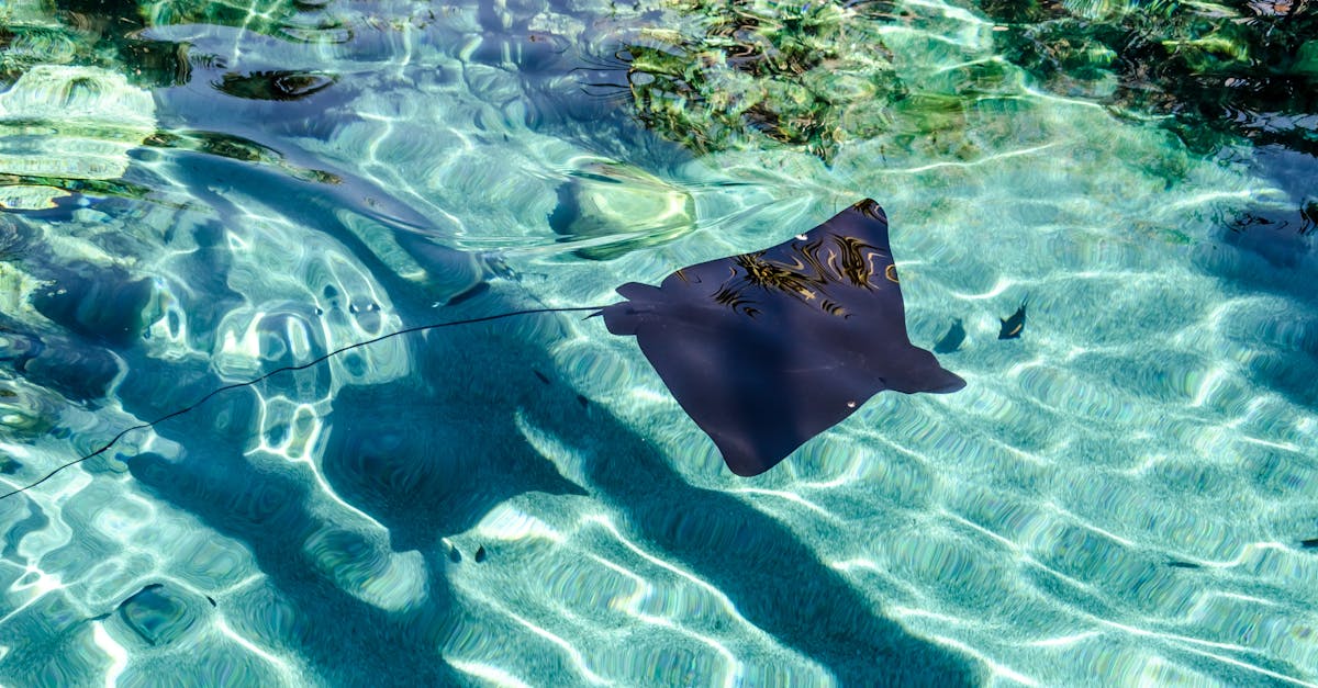 Evaluating Chiropractor Ratings: A Guide for Gold Coast Residents